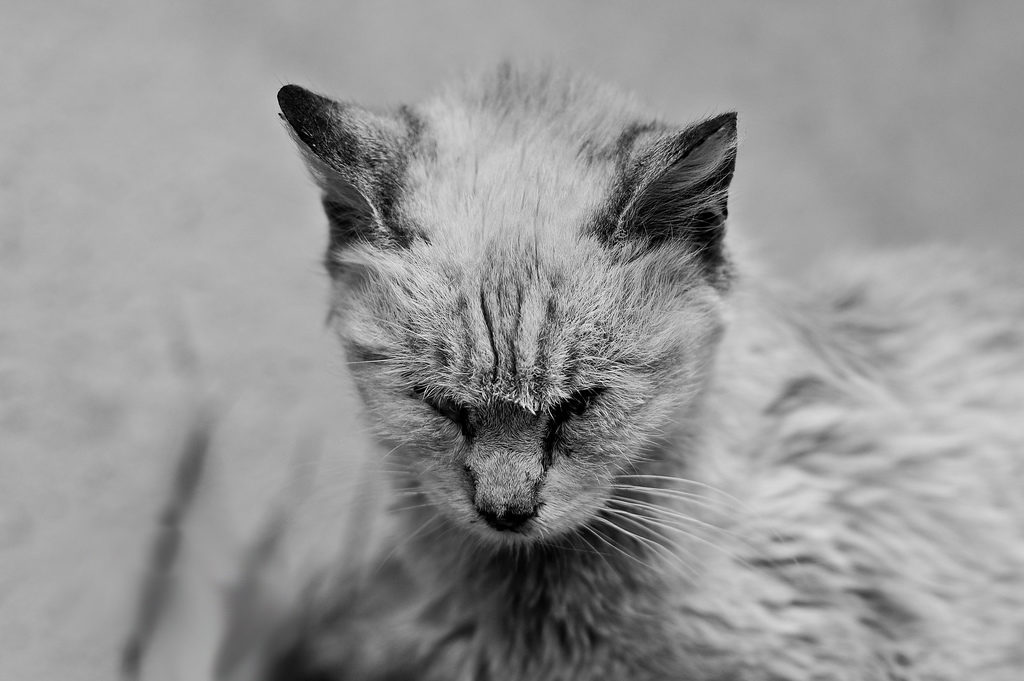 Moquillo en gatos