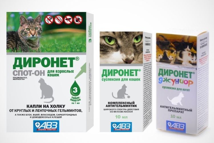 Dironet für Katzen und Kater