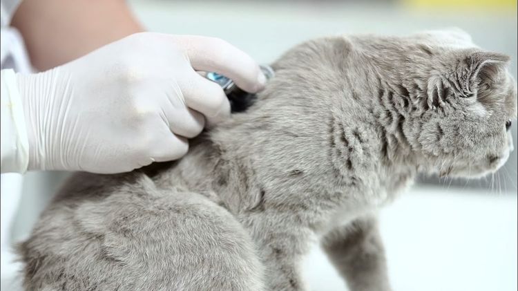 Examen de la gata