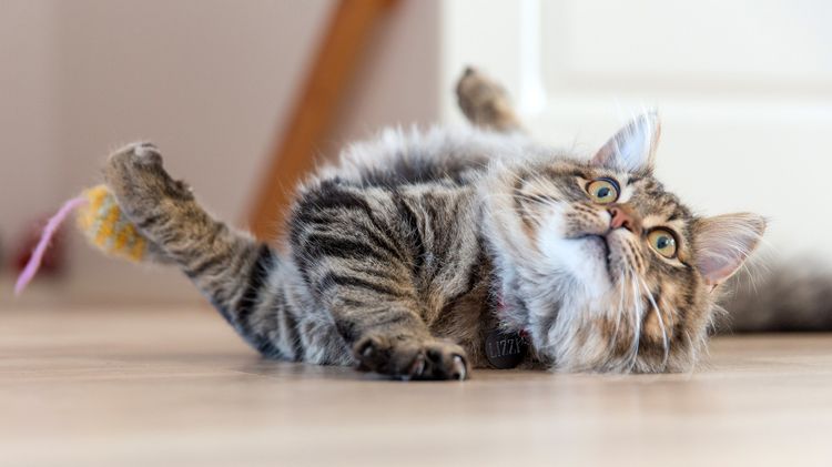 Gato sorprendido