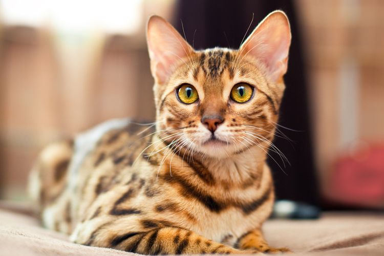 Gata hermosa de ojos amarillos