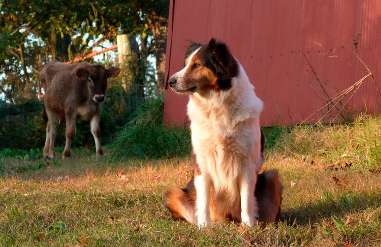 Raza de perro pastor inglés