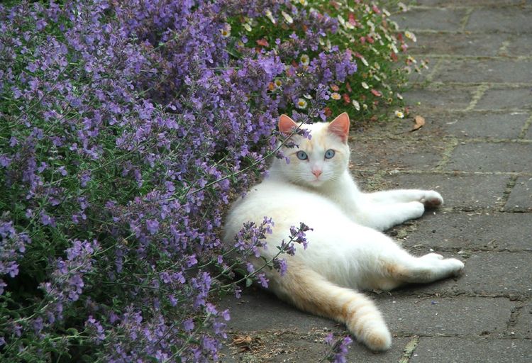 Gato con plantas