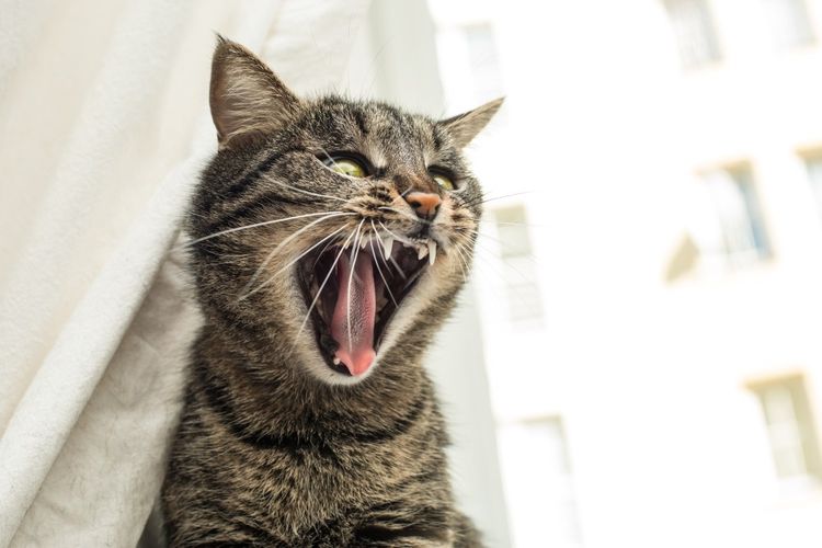 Gato nervioso