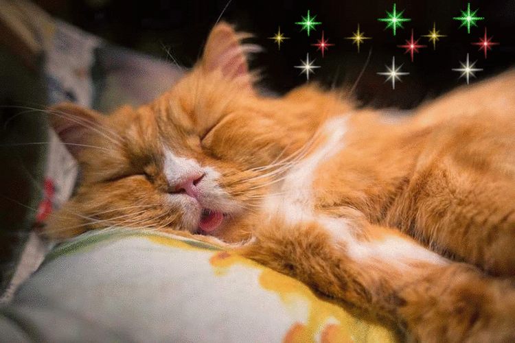 El gato duerme