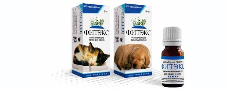 Fitex para gatos