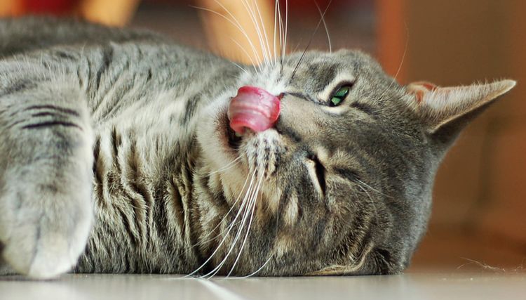 Die Katze leckt sich
