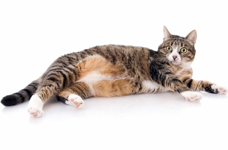 Trächtige Katze