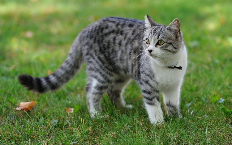 Die Katze geht spazieren
