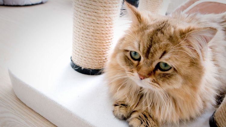Gato triste
