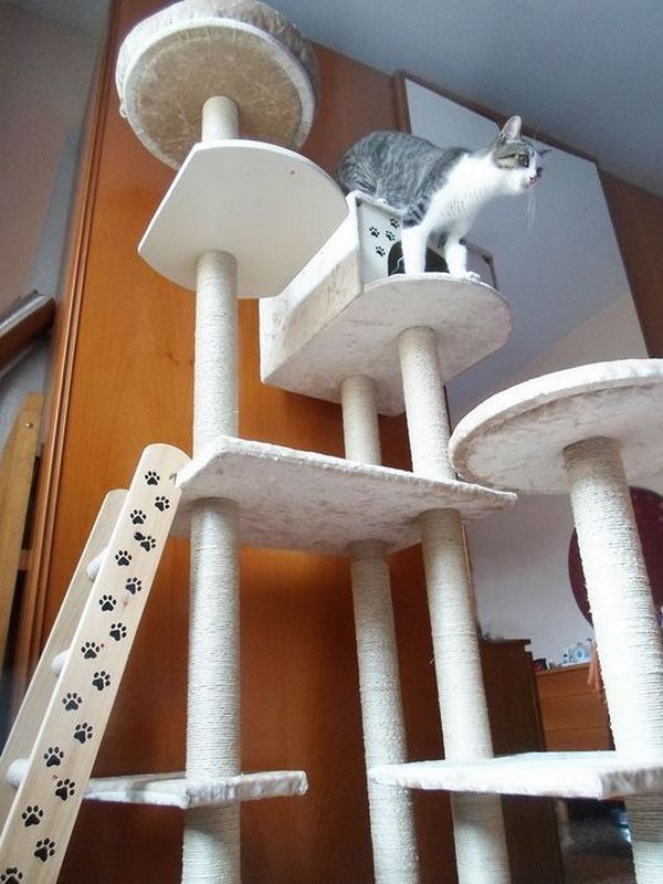 Complejo de juego para gatos