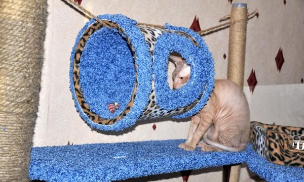Taller paso a paso del complejo de juego para gatos