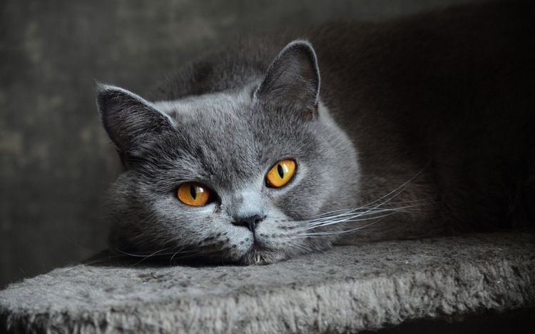 Chartreux