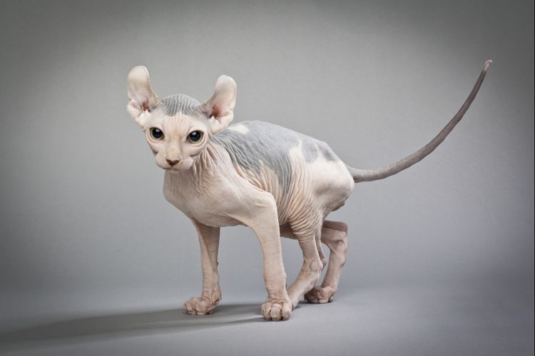 Elf cat