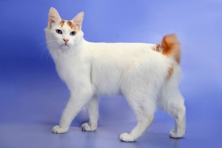 japanese bobtail