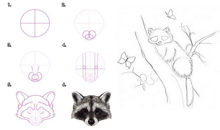 Cómo dibujar un mapache