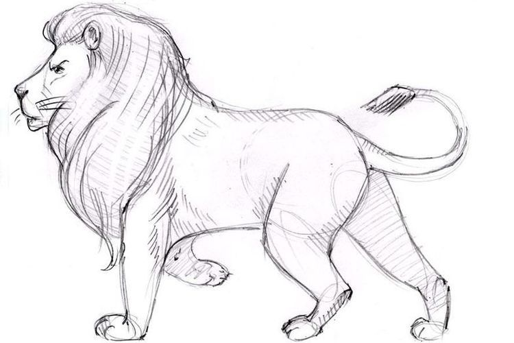 Cómo dibujar un león