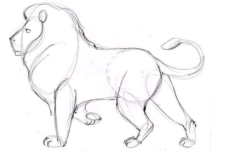 Cómo dibujar un león