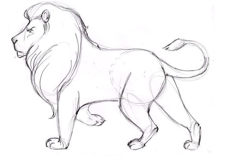 Cómo dibujar un león