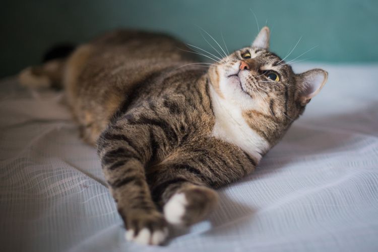 La gata mira a su dueño