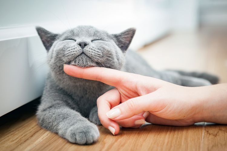La dueña acaricia a una gata británica