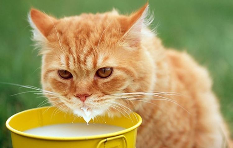 Un gato naranja bebe leche