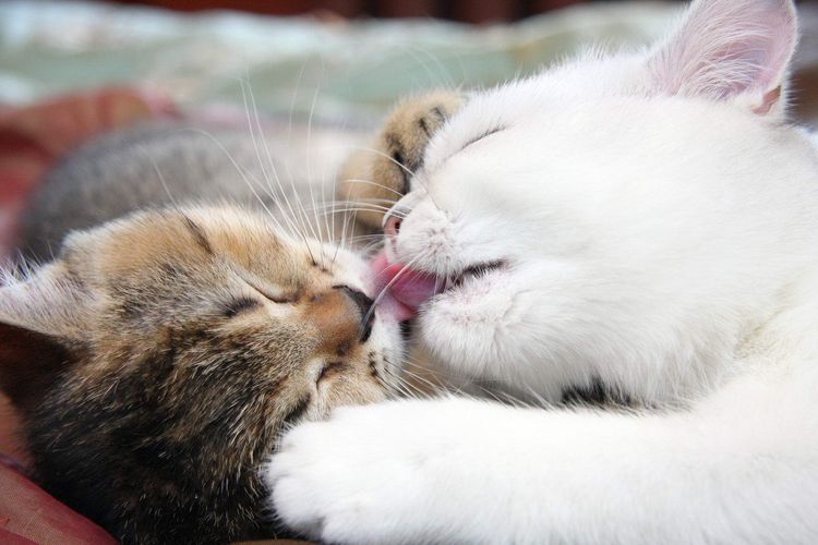 Amor felino