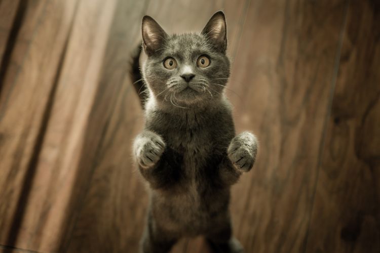 El gato pide comida