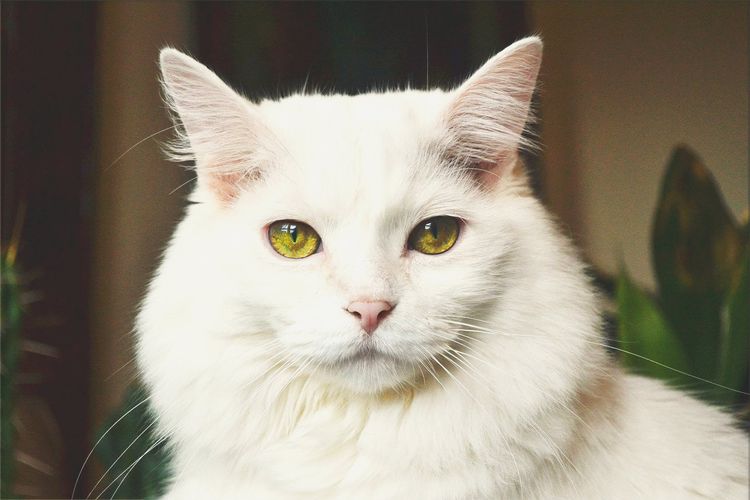 Gata blanca con ojos amarillos