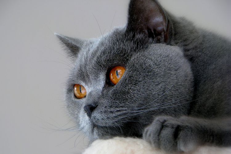 Gata británica de ojos amarillos