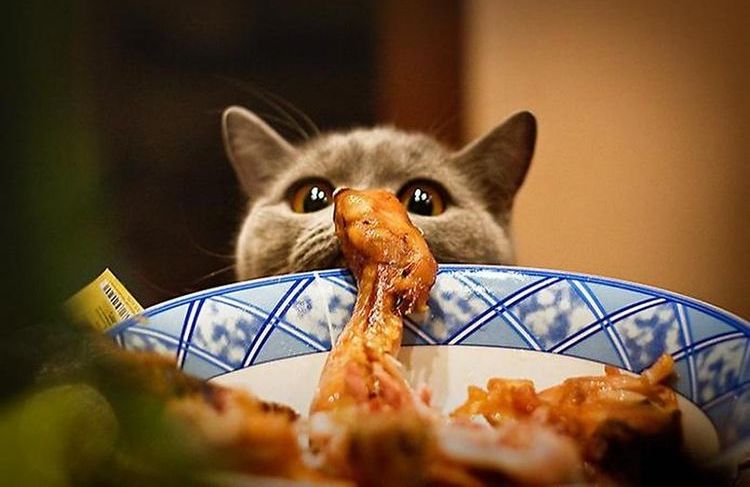 Un gato británico intenta robar un pollo del plato