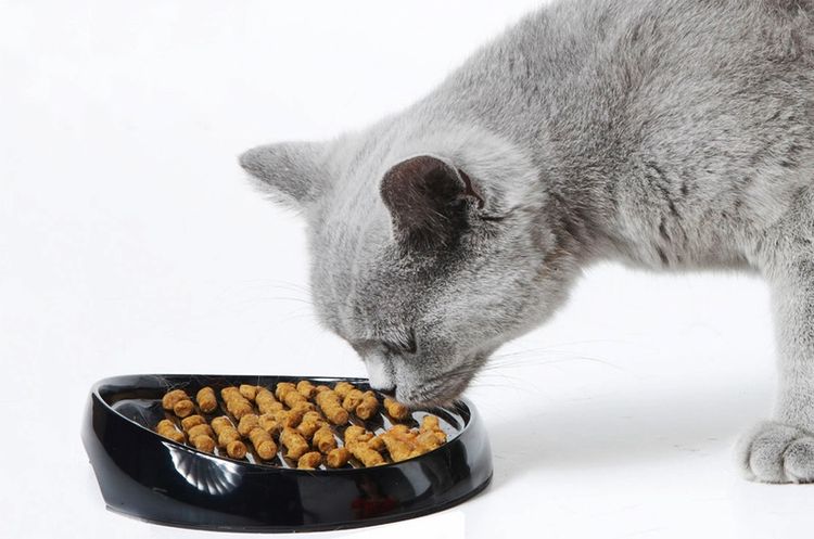 La gata británica come pienso seco