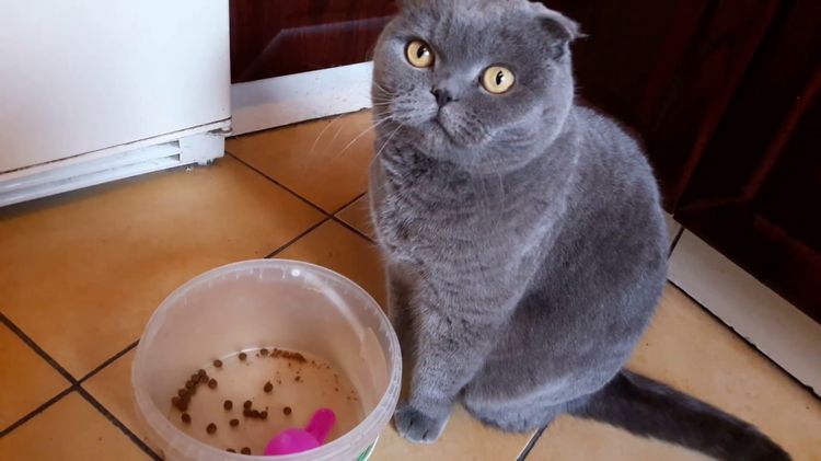 Gata británica junto al cuenco