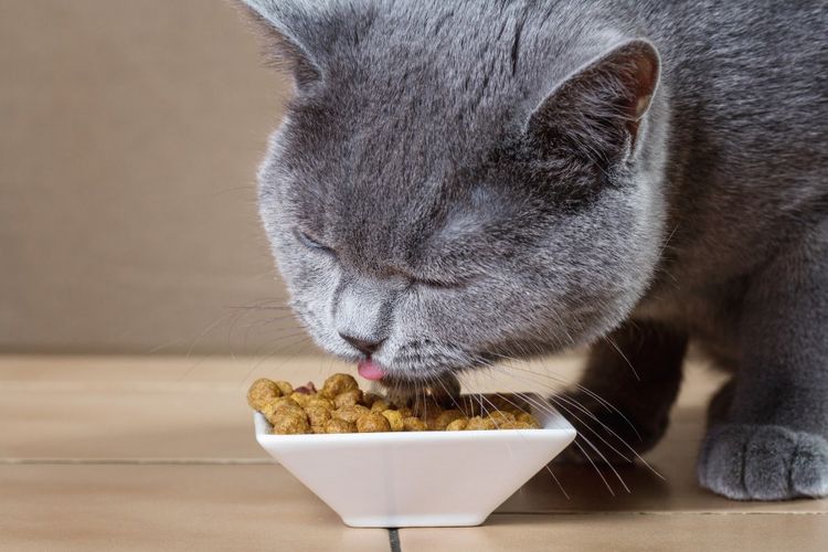 La gata británica come pienso seco