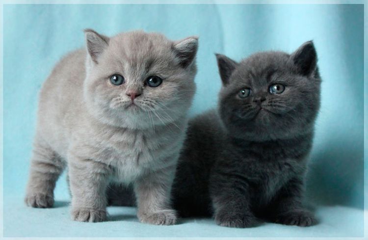 Gatitos británicos