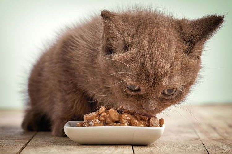 El gatito come alimento húmedo