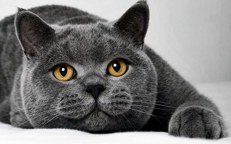 Gato británico