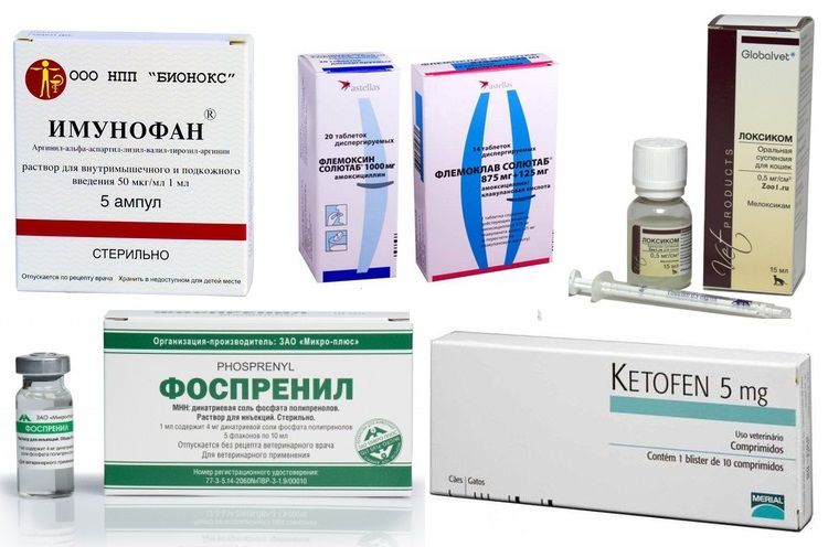 Medicamentos para el tratamiento de la calcivirosis en gatos