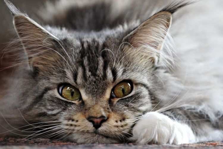 Gato triste