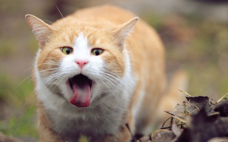 Gato con la boca abierta