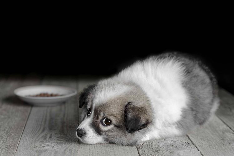 El cachorro rechaza la comida