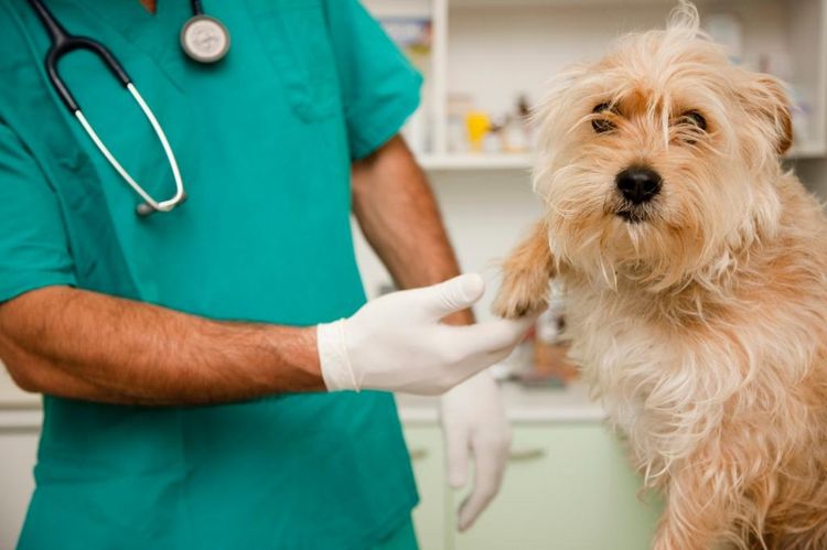 El veterinario examina al perro