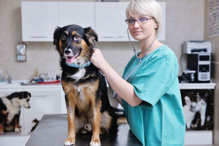 Colitis en perros