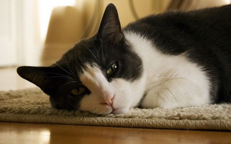 Gata blanca y negra sobre una cama