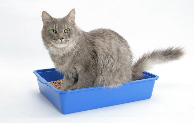 Gato gris en la bandeja