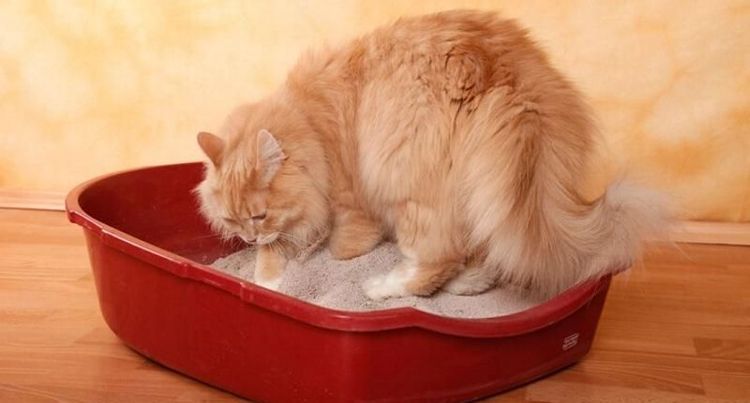 Gato pelirrojo en la bandeja de arena