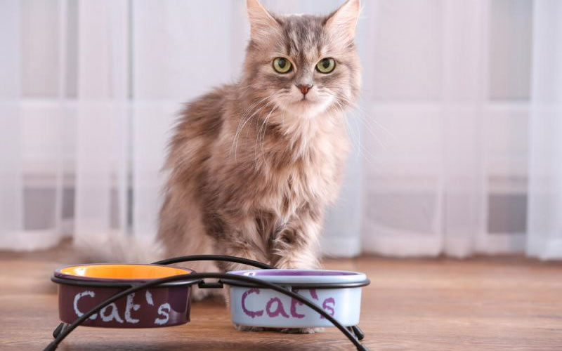 El gato o la gata rechazan la comida - ¿qué hacer?