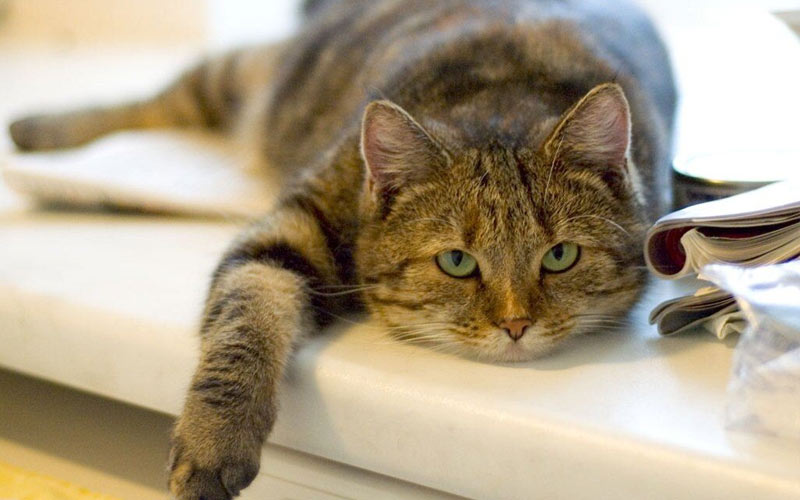 por qué el gato no come - causas, síntomas, enfermedades