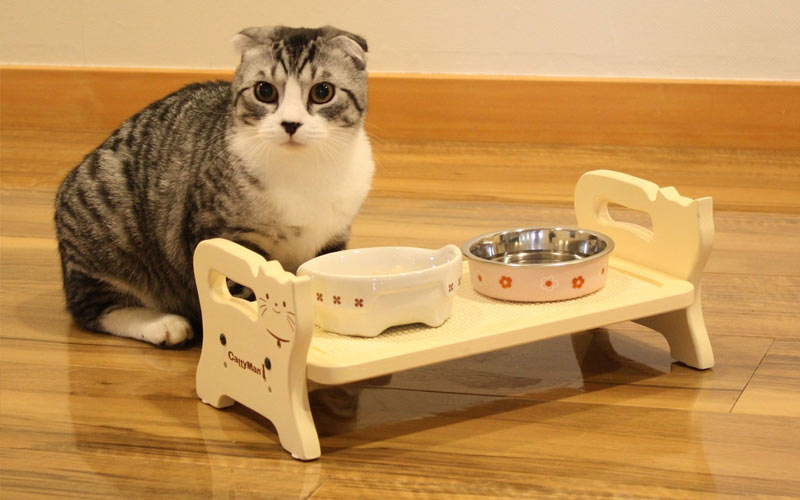 ¿Qué hacer si el gato no quiere comer?