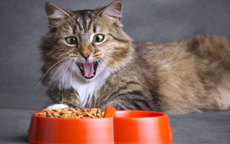 Por qué los gatos pueden rechazar la comida